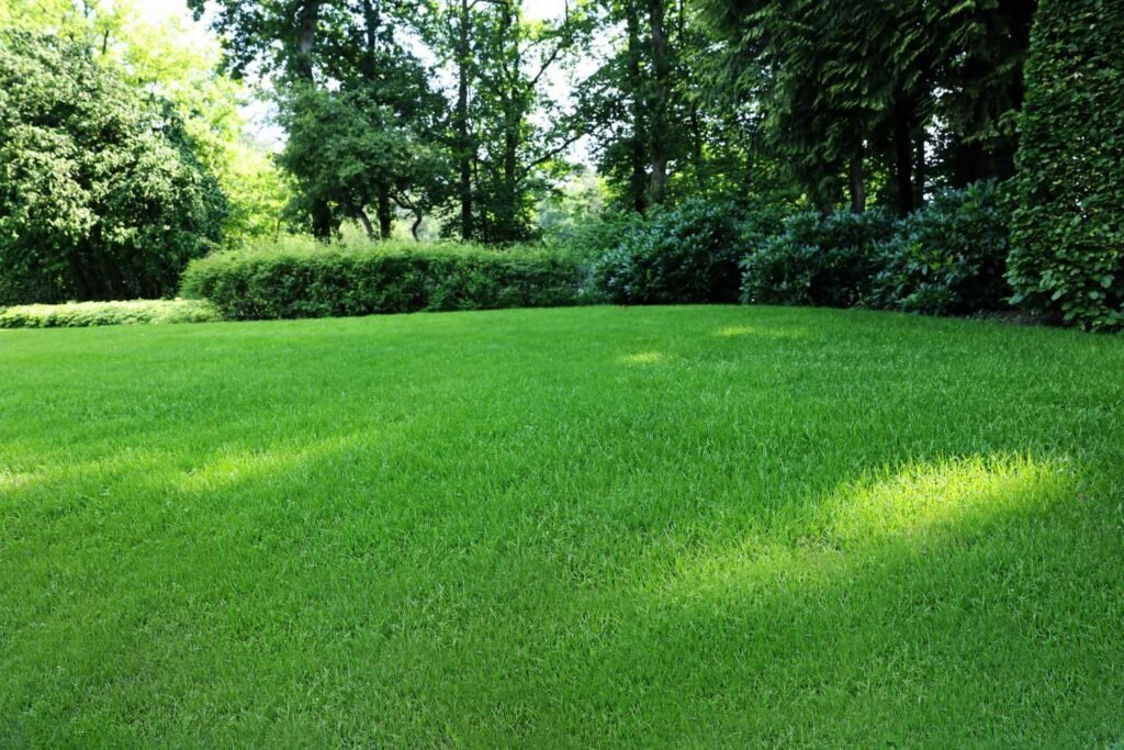 Beautifully perfect yard Beautifully perfect yard